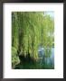 Weeping Willow, Cambridgeshire, Uk by Michael Brooke Limited Edition Pricing Art Print