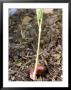 Close-Up Of Brown Horse Chestnut (Conker) Splitting And Green Leaves And Shoot Of Seedling by Mark Bolton Limited Edition Pricing Art Print