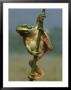 Common Tree Frog, Hyla Arborea, Greece by Mark Hamblin Limited Edition Pricing Art Print