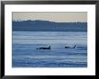 A Pod Of Killer Whales, Orcinus Orca, Hunt And Swim In Calm Waters by Raymond Gehman Limited Edition Print