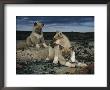 Trio Of Playful Husky Puppies by Paul Nicklen Limited Edition Print
