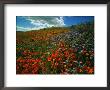 Colorful Field Of Flowers by Gary Conner Limited Edition Print
