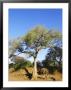 Ana Tree Or Apple-Ring Acacia, Elephant Feeding On Seed Pods, Northern Tuli Game Reserve, Botswana by Roger De La Harpe Limited Edition Print