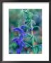 Gentian Sage, Close-Up Of Flower by Mark Bolton Limited Edition Print