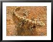 Gecko, Banfora, Burkina Faso by Emanuele Biggi Limited Edition Print