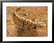 Gecko, Banfora, Burkina Faso by Emanuele Biggi Limited Edition Print
