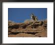 A Mountain Lion Surveys Its Domain From Atop A Rock by Norbert Rosing Limited Edition Pricing Art Print