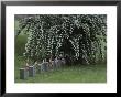 Union Army Tombstones With American Flags At Fredericksburg by Sam Abell Limited Edition Pricing Art Print