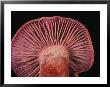 A Close View From Below Of A Sandy Laccaria Mushroom by Darlyne A. Murawski Limited Edition Print