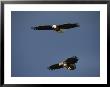 American Bald Eagle With Juvenile In Flight by Tom Murphy Limited Edition Print