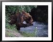 A Young Grizzly Bear (Ursus Arctos Horribilis) Smells A Flower On A Side Stream Of The Brooks River by Paul Nicklen Limited Edition Print