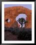 Turret Arch With Utah Juniper, Arches National Park, Utah, Usa by Jamie & Judy Wild Limited Edition Print