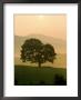 Foggy Sunrise In Cades Cove, Tn by Willard Clay Limited Edition Print