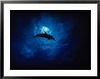 Atlantic Spotted Dolphin, Silhouette, Bahamas by Gerard Soury Limited Edition Print