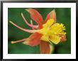 Aquilegia (Mrs Scott-Elliot) Close-Up Of Red & Yellow Flower by Mark Bolton Limited Edition Print