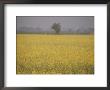 Flowering Field In Northern India by Michael S. Lewis Limited Edition Print