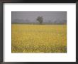 Flowering Field In Northern India by Michael S. Lewis Limited Edition Pricing Art Print