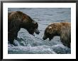 Two Grizzly Bears Stand Face To Face In The Water With Their Mouths Open by Joel Sartore Limited Edition Pricing Art Print