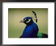The Head Of A Beautiful Blue Peacock, Pavo Sp by Joel Sartore Limited Edition Print