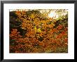 Autumn-Colored Beech Trees At Raven Rock by Raymond Gehman Limited Edition Print