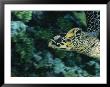 A Green Sea Turtle Swimming By A Reef Wall by Wolcott Henry Limited Edition Print