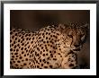 A Portrait Of A Hungry African Cheetah by Chris Johns Limited Edition Print