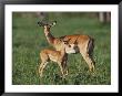 Gazelles Standing In The Grasslands In Chobe National Park by Beverly Joubert Limited Edition Pricing Art Print