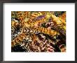 Fan Corals, United Arab Emirates by Chris Mellor Limited Edition Print