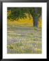 Lone Oak And Spring Wildflowers, San Luis Obispo County, California, Usa by Terry Eggers Limited Edition Print
