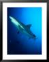 Caribbean Reef Shark (Carcharhinus Perezi), Point Break, Cape Capucin, Dominica by Michael Lawrence Limited Edition Print