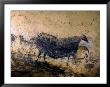Lascaux Cave Drawing Depicting Steer, Circa 15,000 Bc by Ralph Morse Limited Edition Print