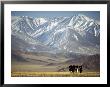 Four Eagle Hunters In Tolbo Sum, Golden Eagle Festival, Mongolia by Amos Nachoum Limited Edition Print