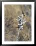 Giant Hummingbird, Resting On Budding Agave Flower, Peruvian Andes by Mark Jones Limited Edition Print