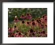 Echinacea Gardens by Frank Siteman Limited Edition Pricing Art Print
