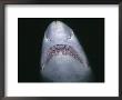 Sand Tiger Shark, Mouth And Teeth, Nsw, Australia by Gerard Soury Limited Edition Print