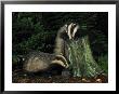 Badger by Mark Hamblin Limited Edition Print