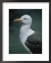 Western Gull by Marc Moritsch Limited Edition Print