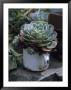 A Sempervivum Succulent Plant Grows In A Tin Mug by David Evans Limited Edition Pricing Art Print