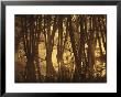 Alder Tree Marshland At Sunrise by Norbert Rosing Limited Edition Print