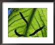 Close View Of Banana Slugs Silhouetted Atop A Leaf by Joel Sartore Limited Edition Print