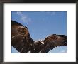 A Wedge-Tailed Eagle With Wings Outstretched by Jason Edwards Limited Edition Print