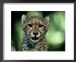 Portrait Of A Juvenile African Cheetah by Chris Johns Limited Edition Pricing Art Print