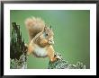 Red Squirrel, Nor Trondelag, Norway by Niall Benvie Limited Edition Pricing Art Print