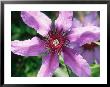 Clematis Natacha (Pink/Patens Group) by Mark Bolton Limited Edition Print