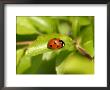 7-Spot Ladybird, Basking On Hawthorn Leaf, Middlesex, Uk by Elliott Neep Limited Edition Print