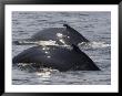 Two Humpback Whales Swim In Unison, Massachusetts by Tim Laman Limited Edition Pricing Art Print