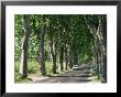 Car On Typical Tree Lined Country Road, Near Pezenas, Herault, Languedoc-Roussillon, France by Ruth Tomlinson Limited Edition Print