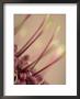 Rewarewa Tree, Close Up Of Flower, New Zealand by Tobias Bernhard Limited Edition Print