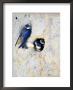 Sand Martin, Adult At Nest Site With Juveniles At Entrance Hole, Norfolk, Uk by Mike Powles Limited Edition Print