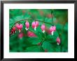 Dicentra Spectabilis (Bleeding Heart), Flowers With Foliage by Pernilla Bergdahl Limited Edition Print